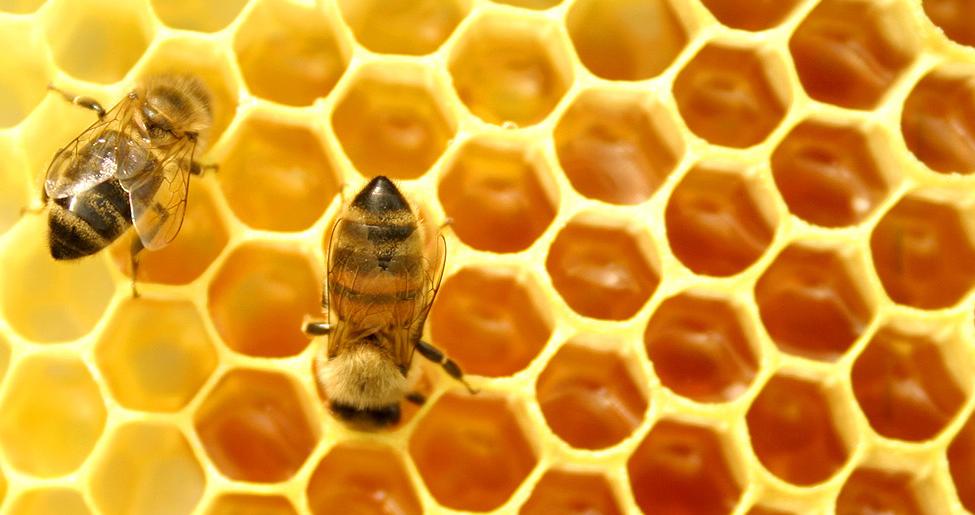 miel contre cancer maladie