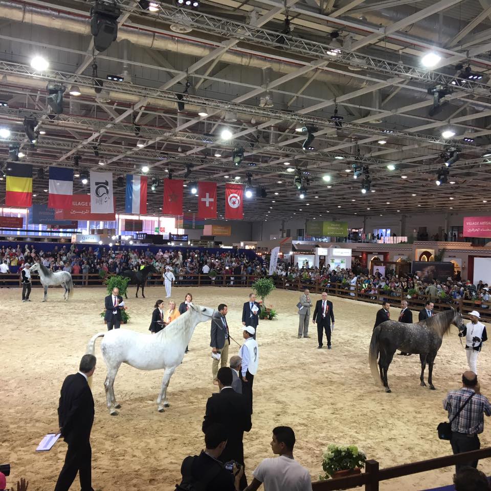 Le Salon du cheval d'El jadida a gagné une notoriété ...